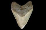 Serrated, Fossil Megalodon Tooth - South Carolina #127741-1